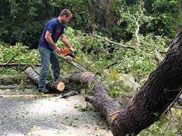 Why Choose Our Tree Removal Services in Cottonwood, AL?